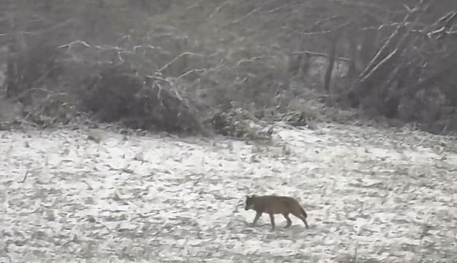 Przez wilki ludzie boją się wychodzić z domów