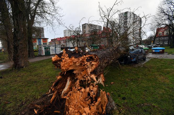 Skutki wichury w Kołobrzegu