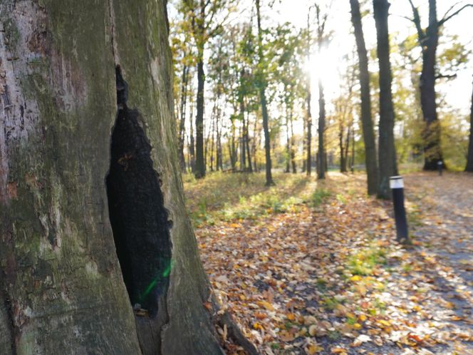 Pałac w Baranowicach jesienią