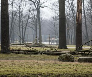 Kolejna śmierć w Zoo. Czy to tylko pech, czy coś więcej?