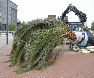 Palmy wróciły na Rynek w Katowicach, poza Anią. Wszystko przez kaczy problem