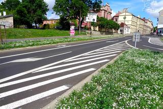 Kwietna łąka w centrum Lublina