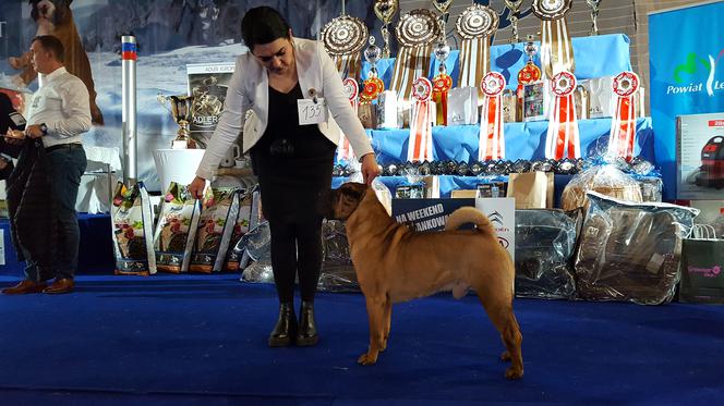 ​Psia elita w Lesznie. W hali Trapez odbyła się XXIV wystawa Champion of Champion's Show