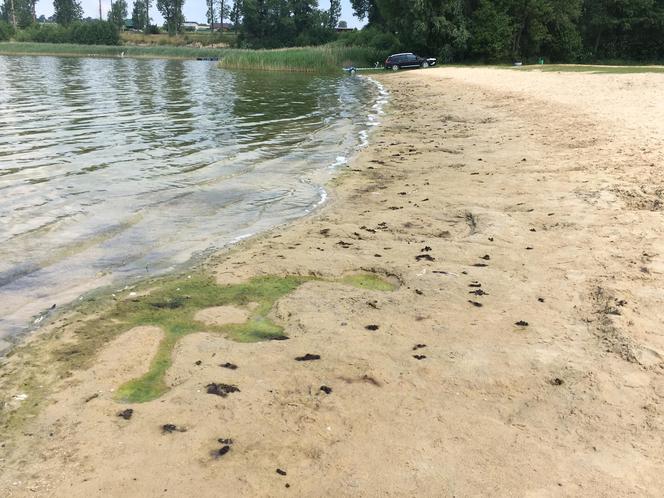 Plaża w Wąsoczu jest piękna, choć na chwilę obecną... bardzo brudna