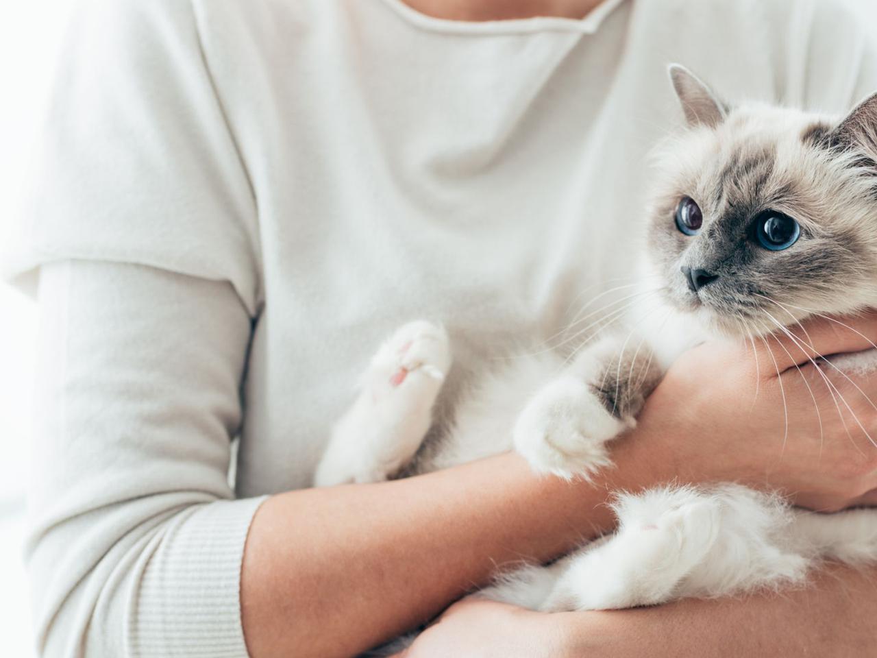 Kleszcz u kota (co robić, jak wyjąć, jak usunąć, objawy)