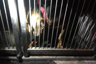Pies uwięziony na wysepce na Dunajcu. Pomogli mu strażacy i policjanci [ZDJĘCIA]