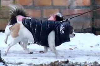 Marta Kaczyńska na zimowym spacerze ze swoimi pieskami