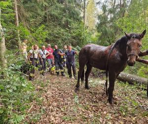 Nietypowe interwencje służb. Strażacy-ochotnicy uratowali stado koni, a strażnicy miejscy sarenki