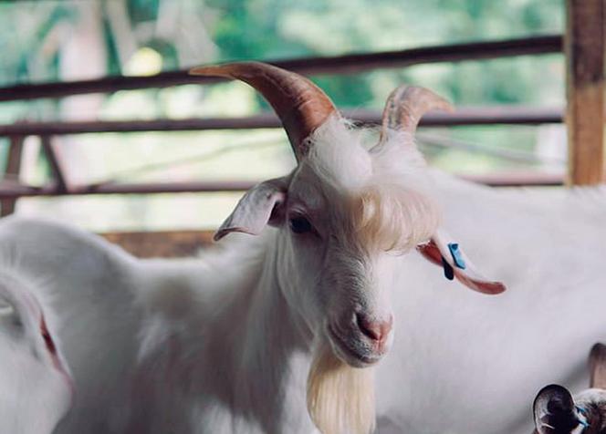 Miss koza! Nowa gwiazda sieci 