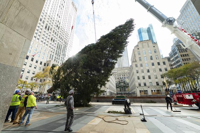 Świąteczne drzewko stanęło przed Rockefeller Center