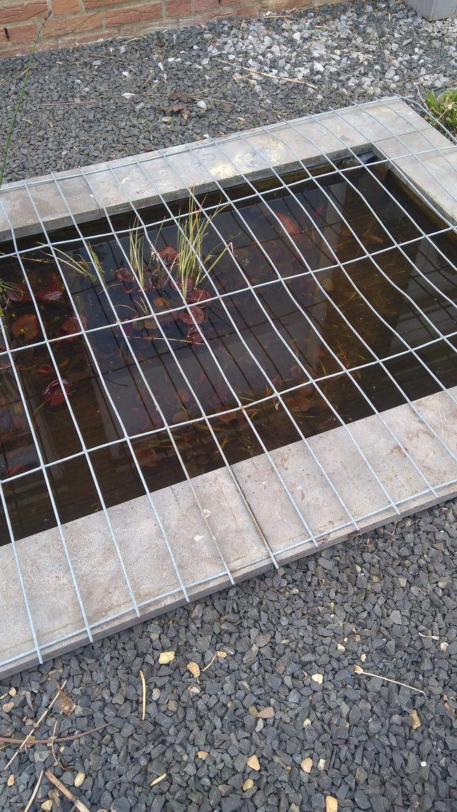 Rybka spadła z nieba