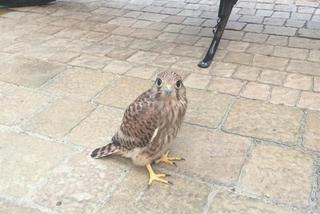 Pustułki przy Millenium Hall w Rzeszowie