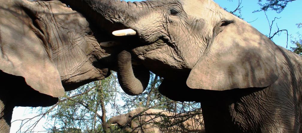 1. 50 twarzy seksu w świecie zwierząt, czyli... Walentynki w łódzkim zoo