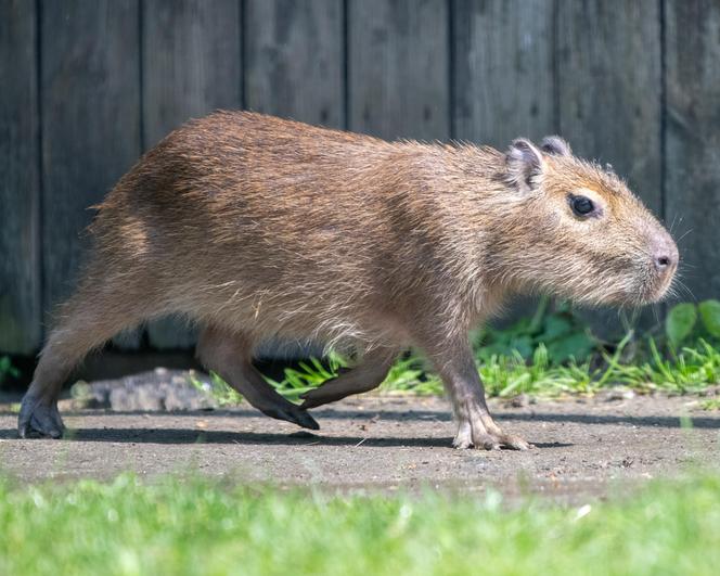 Nowi lokatorzy w łódzkim ZOO! To wielki powrót tych uwielbianych zwierząt