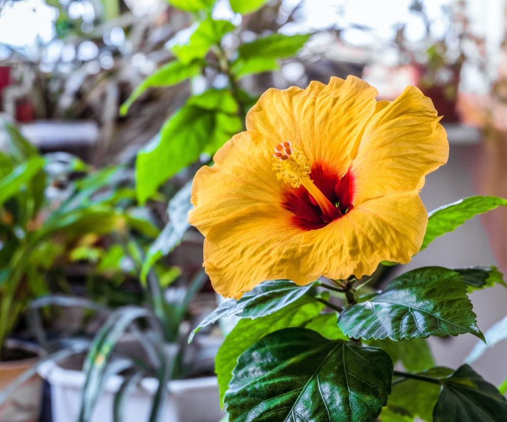 Hibiskus, róża chińska, ketmia. Jak uprawiać hibiskusa w doniczce? Jak o niego dbać?