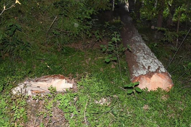 Łosiniec: Śmiertelny wypadek w lesie. Nie żyje 63-latek przygnieciony przez drzewo