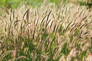 Alergia na trawy: pyłki traw groźne dla alergików