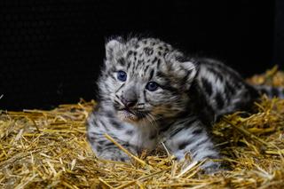 Spójrzcie na te słodkie oczka! Młode pantery śnieżne przyszły na świat w ZOO Wrocław