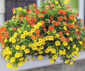 Calibrachoa, Million Bells. Zdjęcia