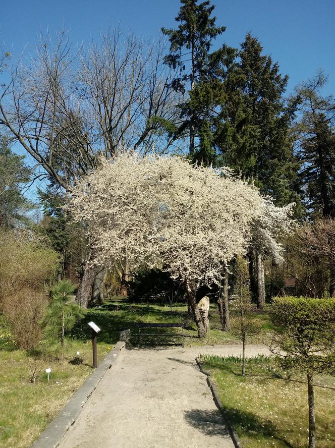 Wiosna w Ogrodzie Botanicznym UKW
