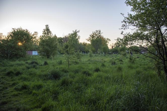 W Bytomiu powstanie Dżońcio Park. Będzie to strefa rekreacji dla psów i ich właścicieli