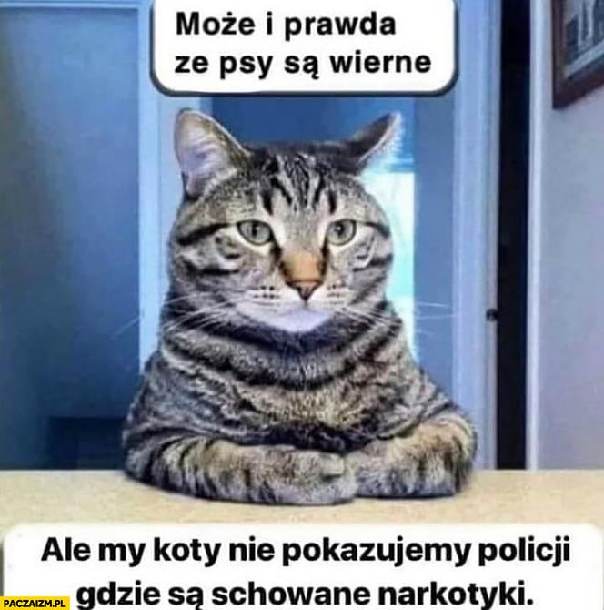 Memy na Światowy Dzień Kota 2020. One po prostu takie są! 