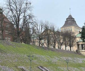 Krokusy na Wałach Chrobrego