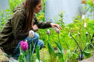 Jakie odmiany tulipanów wybrać i jak o nie dbać? Wideo Murator Ogroduje