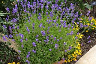 Lawenda wąskolistna