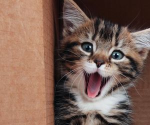 Słodkie imiona dla kotek