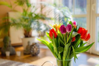 Bukiet tulipanów