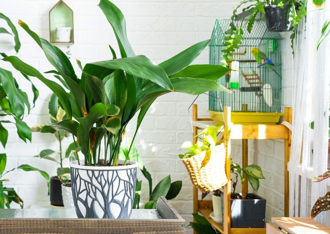 Aspidistra