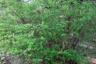 Tawuła japońska ‘Genpei’ - Spiraea japonica ‘Genpei’