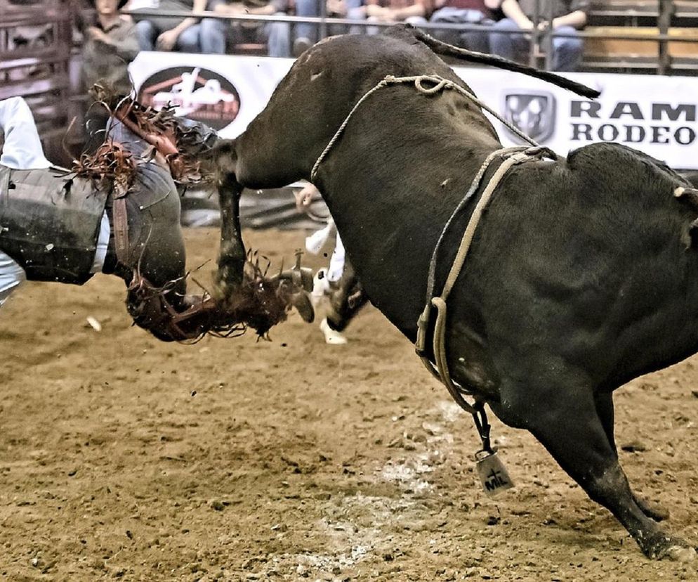 Miasto zakazało ujeżdżania byków! Rodeo zostało odwołane