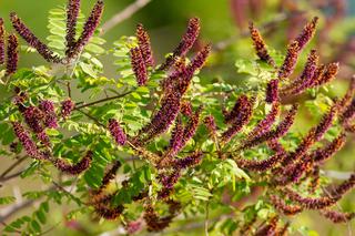 Amorfa krzewiasta (Amorpha fruticosa)