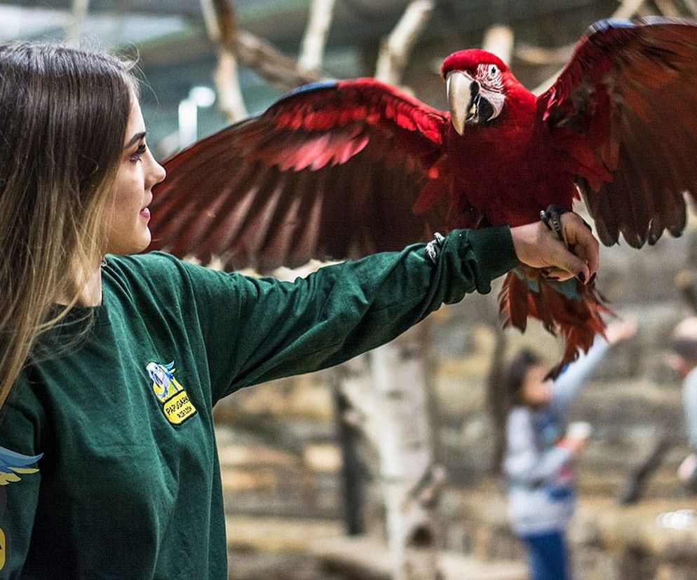 Odlotowa zabawa gwarantowana! Papugarnia w Rzeszowie