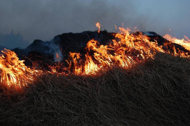 Pomorscy strażacy apelują, aby nie wypalać traw