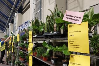 Festiwal Roślin w Rzeszowie [GALERIA]