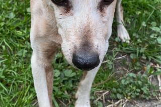Michał Szczerba w żałobie. Pożegnał Rózię 