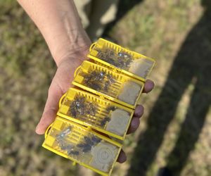 Koksownia Bytom jest nazywana fabryką chmur. Teraz produkuje też pszczoły. Ma własną pasiekę