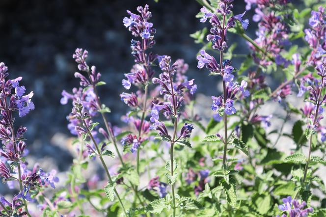 Kocimiętka Mussina - Nepeta mussinii