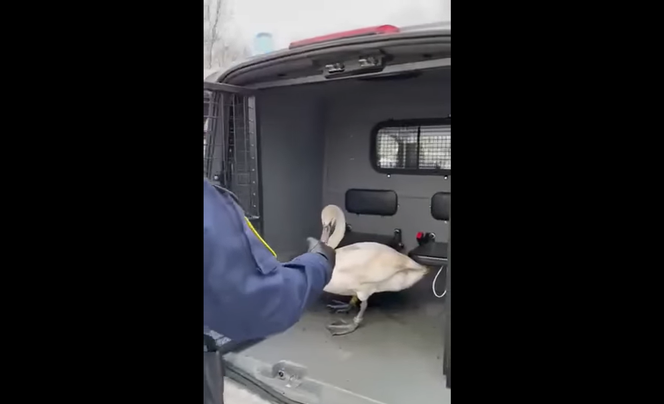 Biały królewicz zagubił się w Krakowie. Uratowali go strażnicy miejscy [WIDEO]