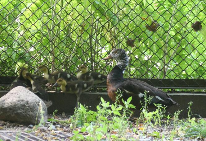 Niesamowite narodziny w warszawskim ZOO. Ten gatunek kaczki znika ze świata 