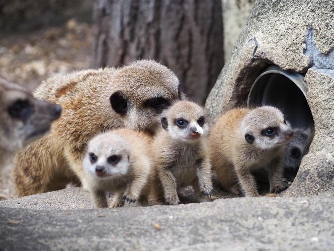 Surykatki w warszawskim ZOO oszalały ze szczęścia! To trzeba zobaczyć!