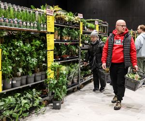 Festiwal Roślin Katowice 2025. Ceny już od 5 zł. Zobacz, jakie perełki można upolować w MCK!