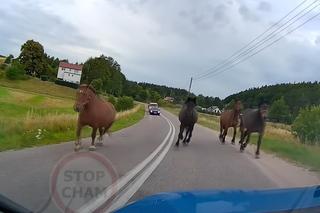 Te nagrania wywołują ciarki na plecach. Zwierzęta wbiegają tuż przed maskę!