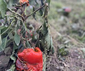 Maciej Siekiera, rolnik z Gałkowic, w szoku po akcji. 60 ton papryki rozdane, gdy zbiór był nieopłacalny.