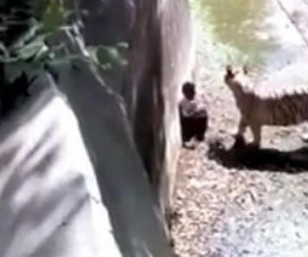 Tygrys pożarł człowieka w zoo! Monitoring pokazał szokujące chwile