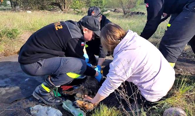 Fart wtopił się w asfalt