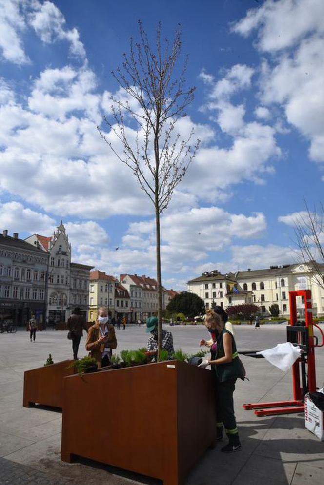 Nowa zieleń na Starym Rynku w Bydgoszczy